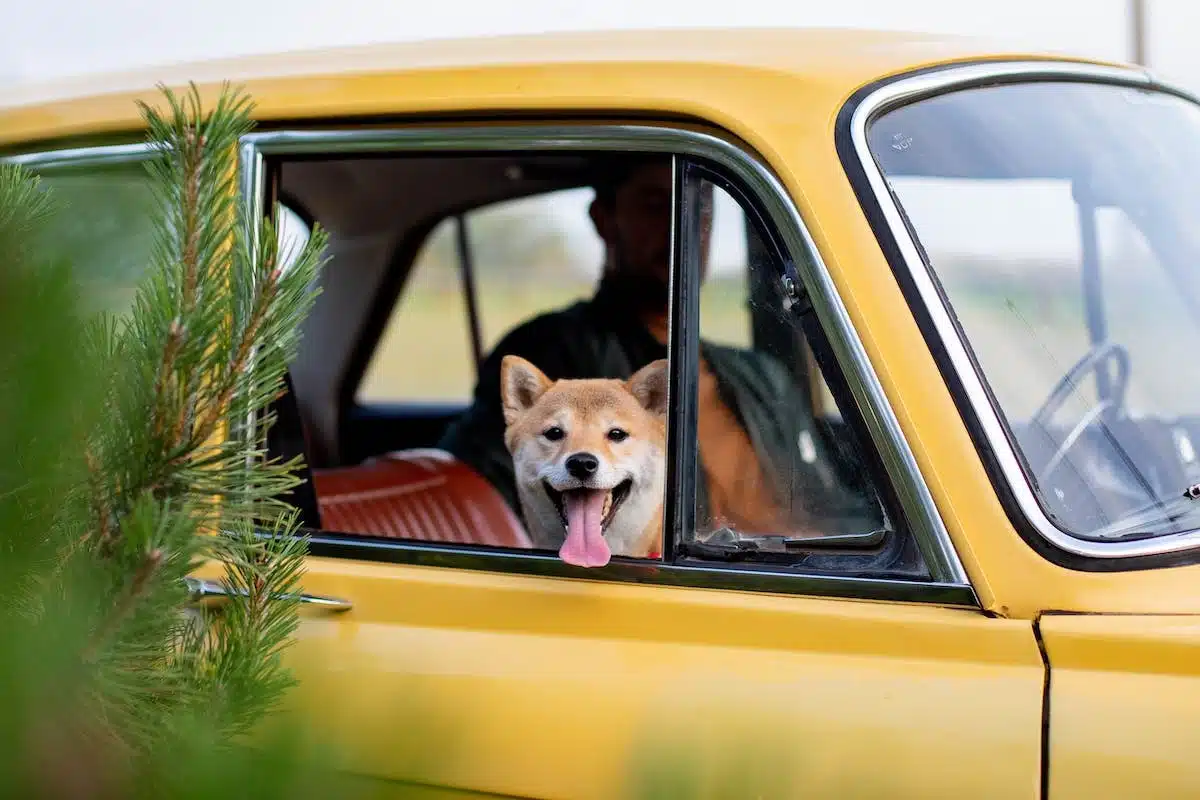 animaux voiture